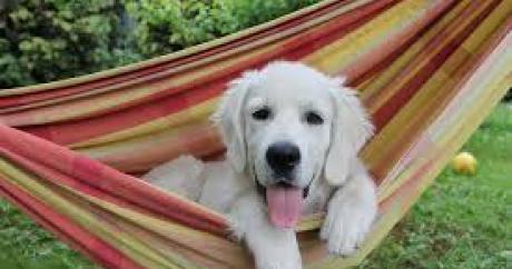 dog%20in%20hammock_0