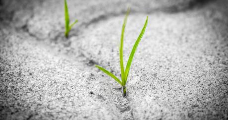 grass_pavement